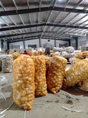 荷蘭15號土豆批發(fā) 優(yōu)良品質(zhì)，超值價格